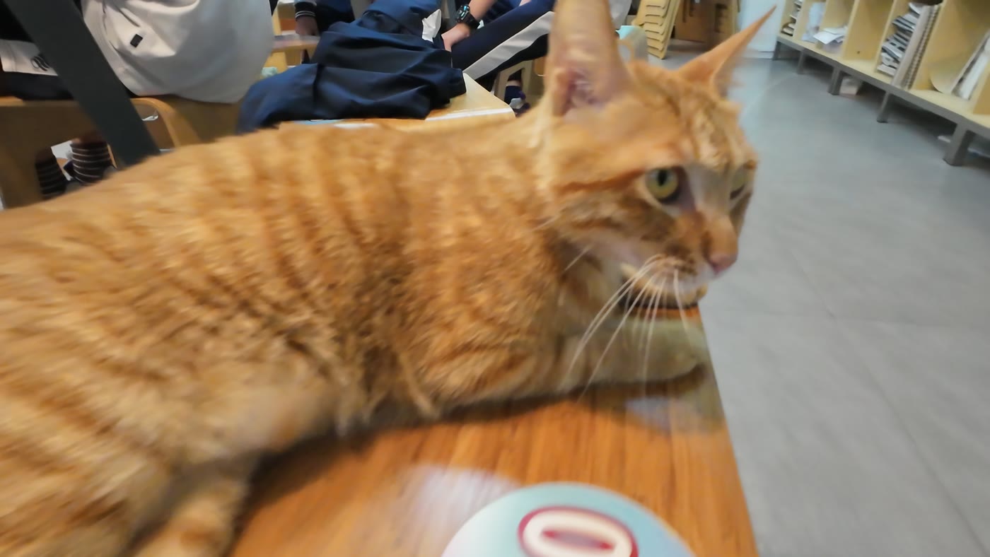 教室长桌上的橘猫
